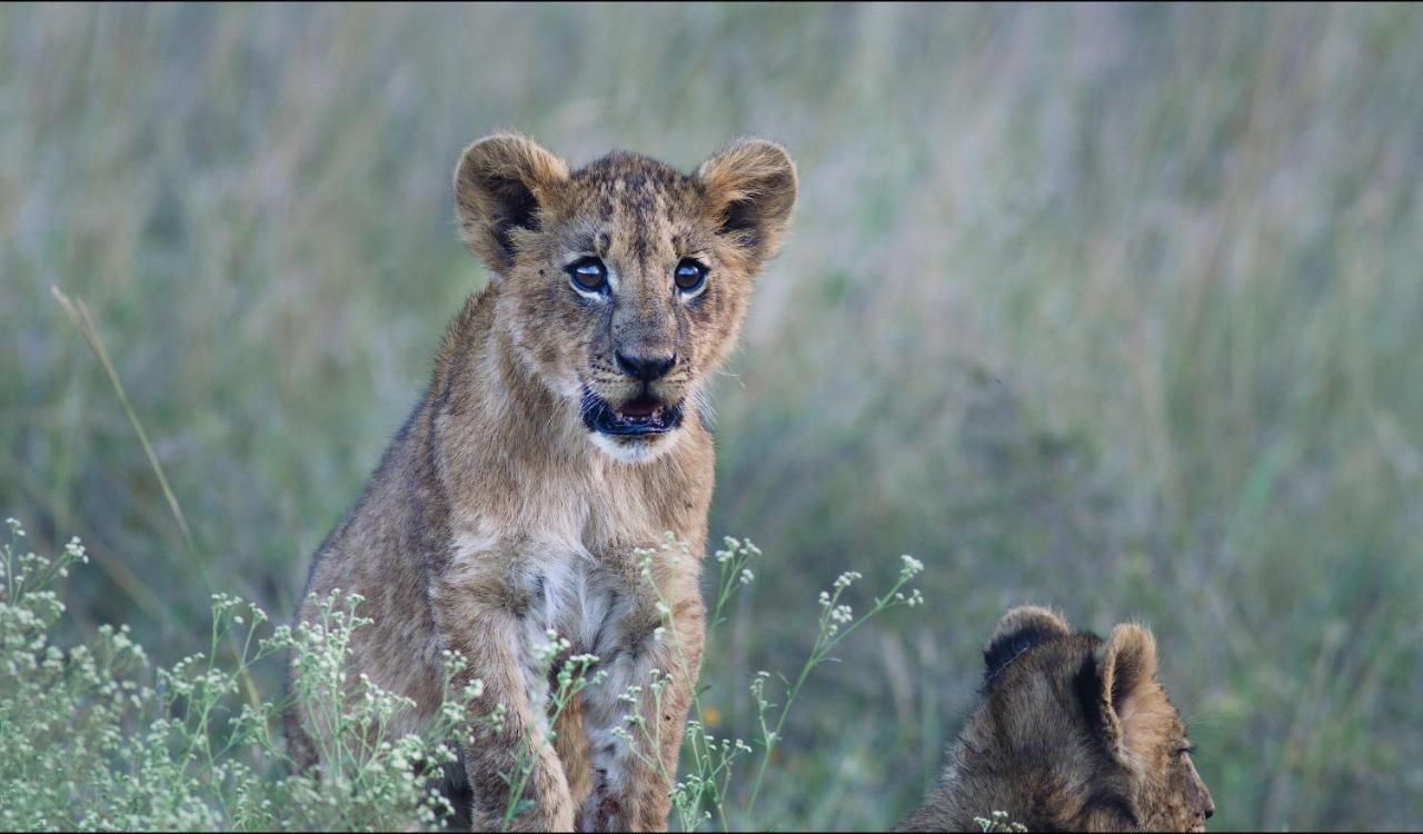 Ololo Safari Lodge Nairobi Dış mekan fotoğraf