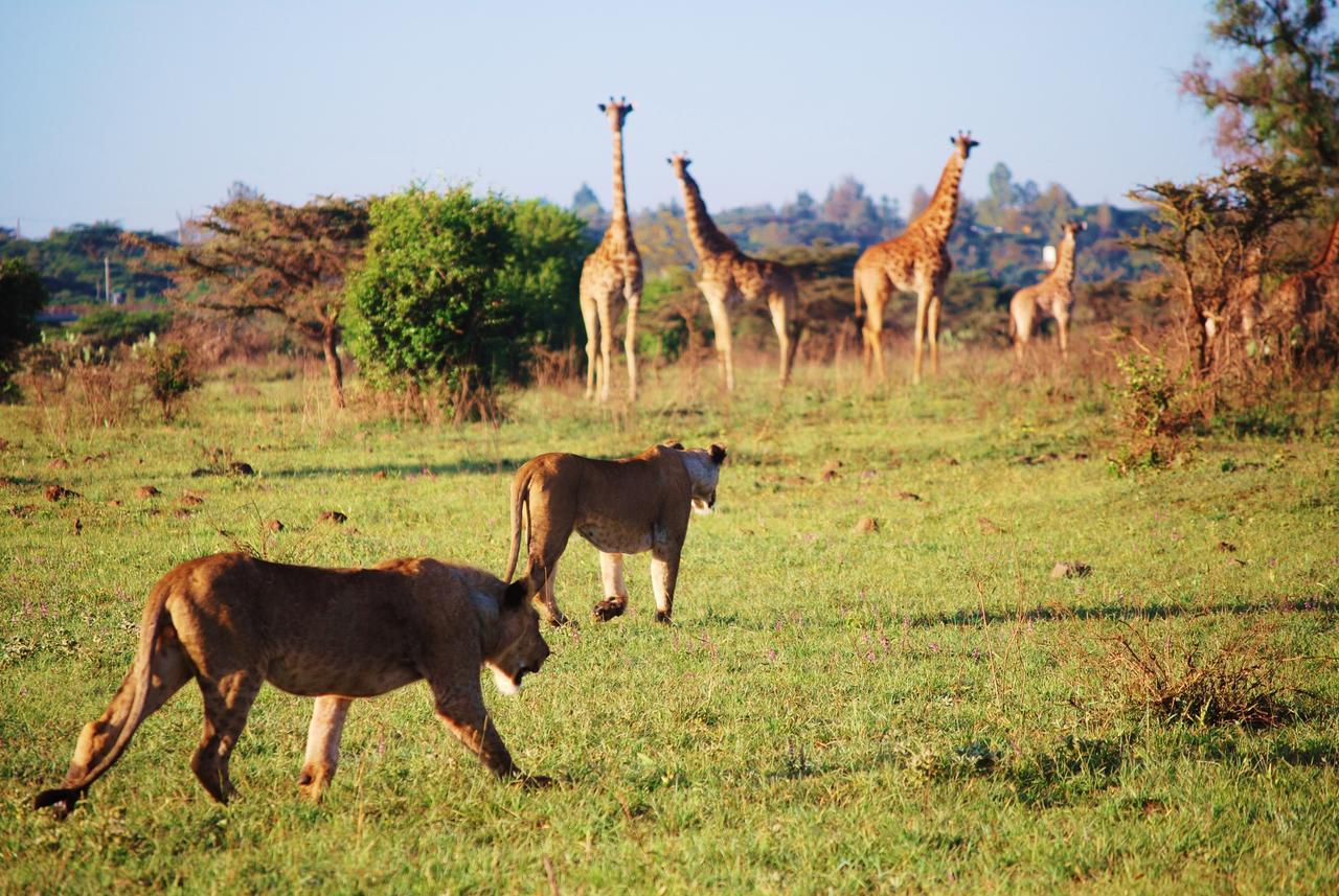 Ololo Safari Lodge Nairobi Dış mekan fotoğraf